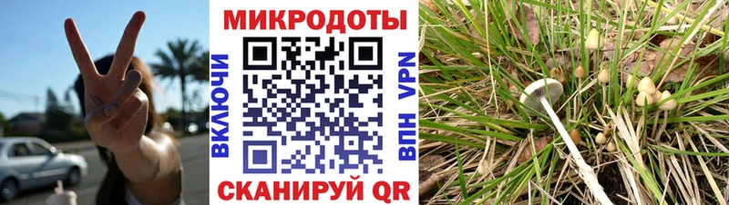 Псилоцибиновые грибы Psilocybine cubensis  Новохопёрск 